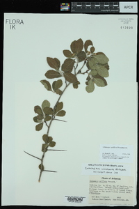 Crataegus uniflora image