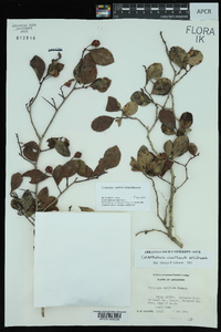 Crataegus uniflora image