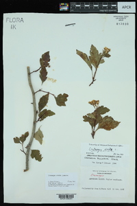 Crataegus viridis image