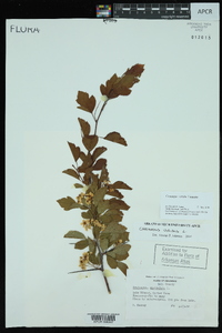 Crataegus viridis image