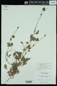 Potentilla indica image