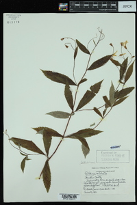 Gillenia trifoliata image