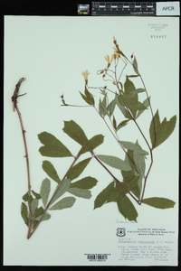 Gillenia trifoliata image