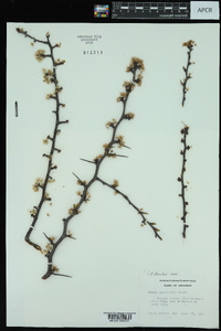 Prunus angustifolia image