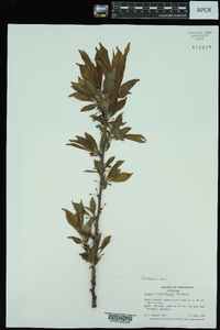 Prunus angustifolia image