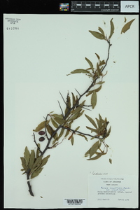 Prunus angustifolia image