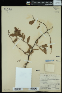 Prunus gracilis image