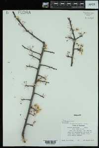 Prunus mexicana image