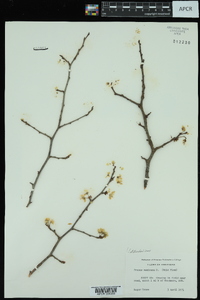 Prunus mexicana image