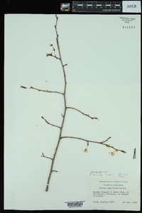 Prunus mexicana image