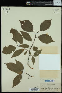 Prunus mexicana image