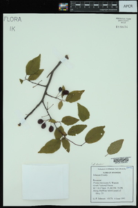 Prunus mexicana image