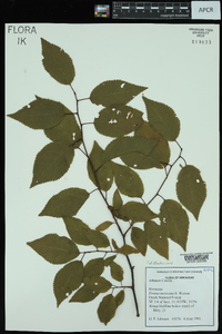 Prunus mexicana image