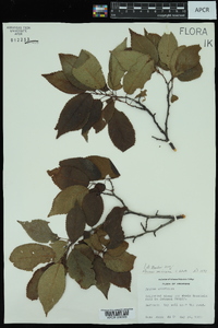 Prunus mexicana image