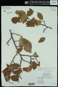 Prunus mexicana image