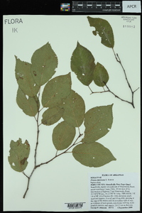 Prunus mexicana image