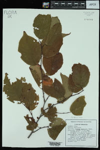 Prunus mexicana image