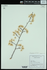 Prunus mexicana image