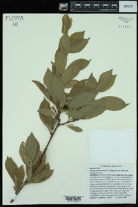 Prunus munsoniana image