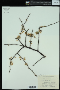 Prunus umbellata image