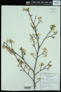 Prunus umbellata image