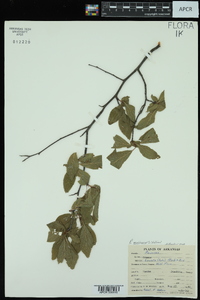 Prunus mexicana image