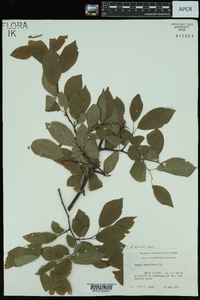 Prunus umbellata image