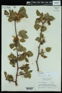 Pyrus calleryana image