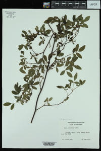 Rosa palustris image