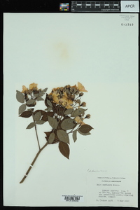 Rosa setigera image