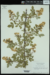 Rosa multiflora image