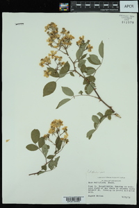 Rosa multiflora image