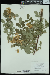 Rosa multiflora image