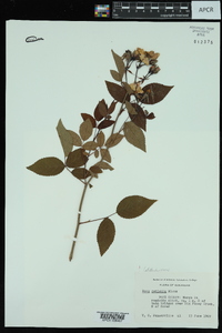 Rosa setigera image