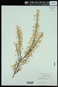 Spiraea prunifolia image