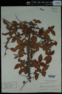 Ulmus alata image