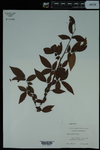 Ulmus alata image