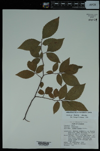 Ulmus alata image