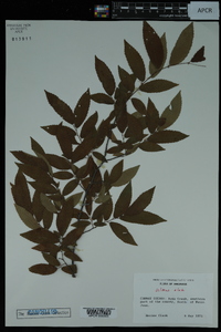 Ulmus alata image