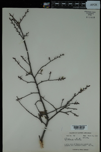 Ulmus alata image