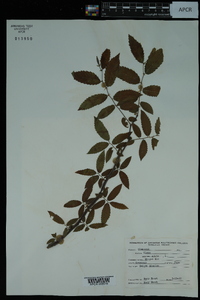 Ulmus alata image