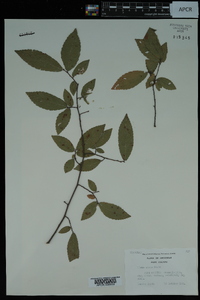 Ulmus alata image