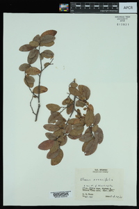 Ulmus crassifolia image