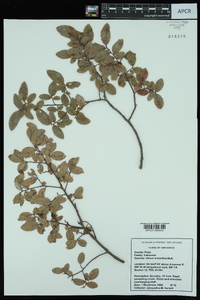 Ulmus crassifolia image