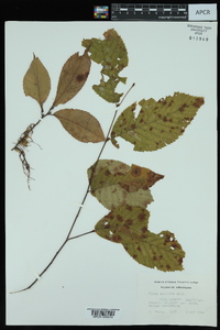 Ulmus serotina image