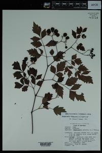 Ampelopsis arborea image