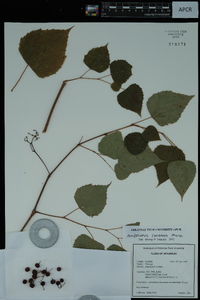 Ampelopsis cordata image