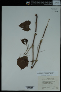 Ampelopsis cordata image