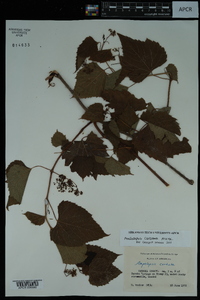 Ampelopsis cordata image