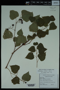 Ampelopsis cordata image